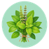 Herbs